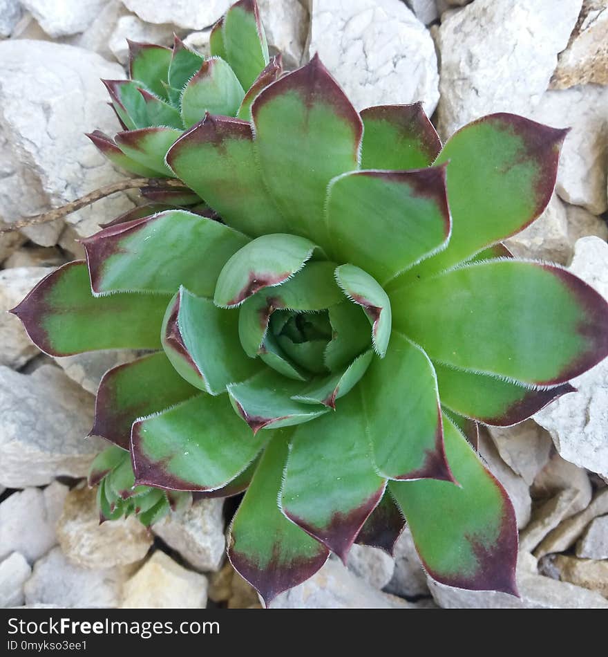 Plant, Flower, Agave, Stonecrop Family