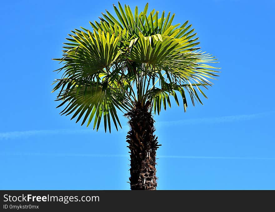 Borassus Flabellifer, Sky, Tree, Palm Tree