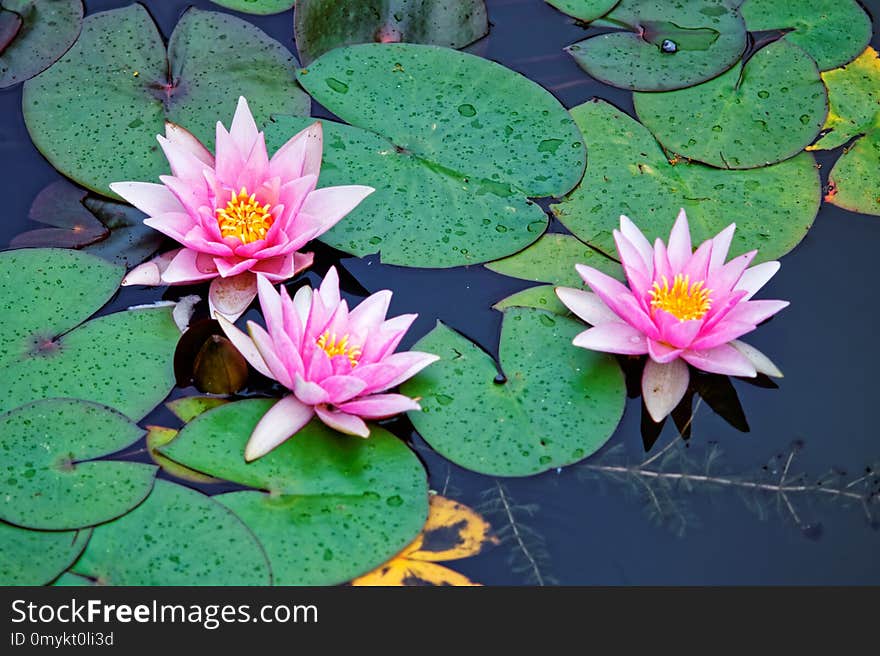 Flower, Plant, Flora, Aquatic Plant