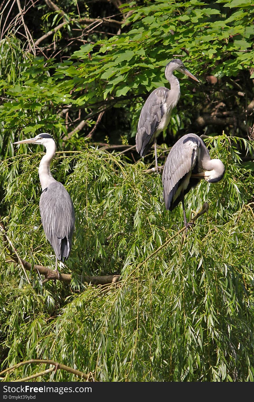 Bird, Ecosystem, Nature Reserve, Fauna