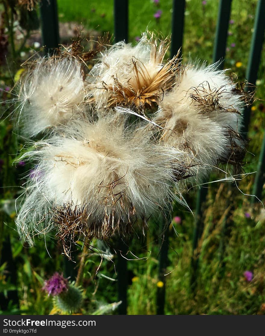 Plant, Flora, Flower, Flowering Plant