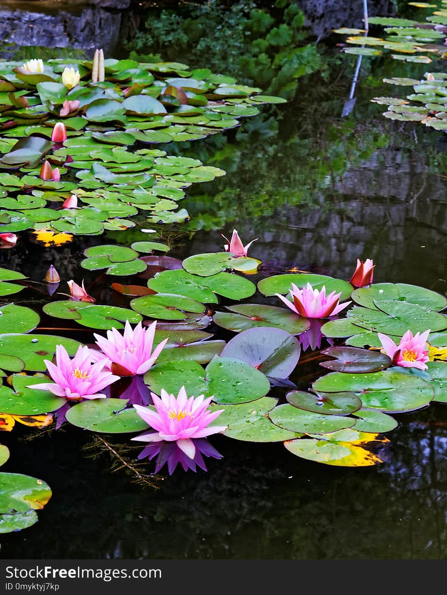 Flower, Plant, Water, Flora