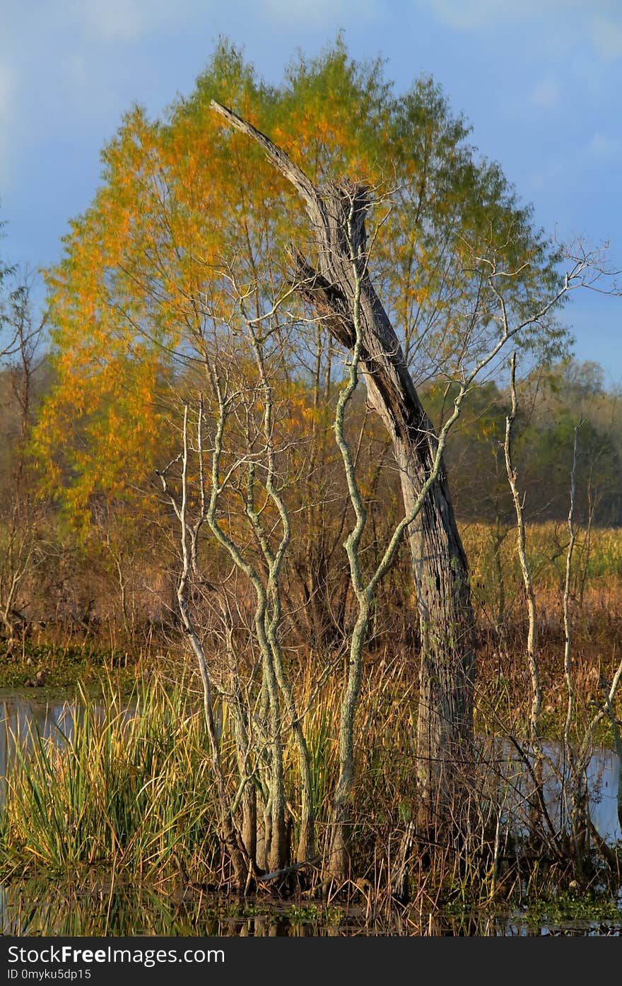 Tree, Ecosystem, Woody Plant, Vegetation