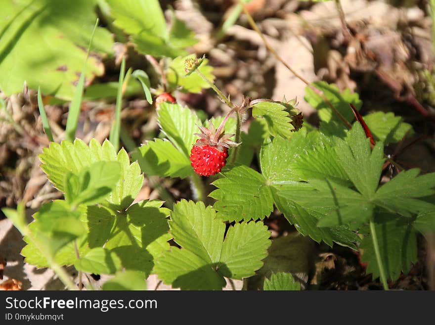 Plant, Strawberries, Flora, Leaf