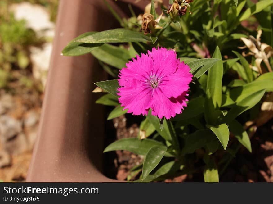 Flower, Plant, Flora, Flowering Plant