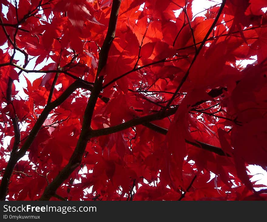 Red, Leaf, Tree, Autumn