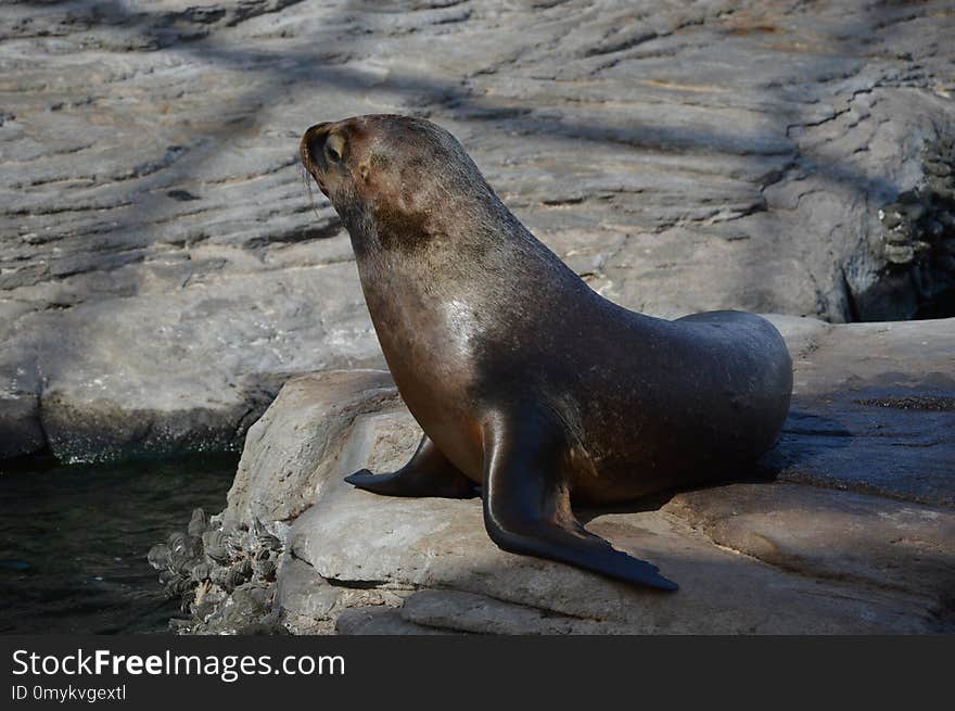 Seals, Fauna, Mammal, Harbor Seal