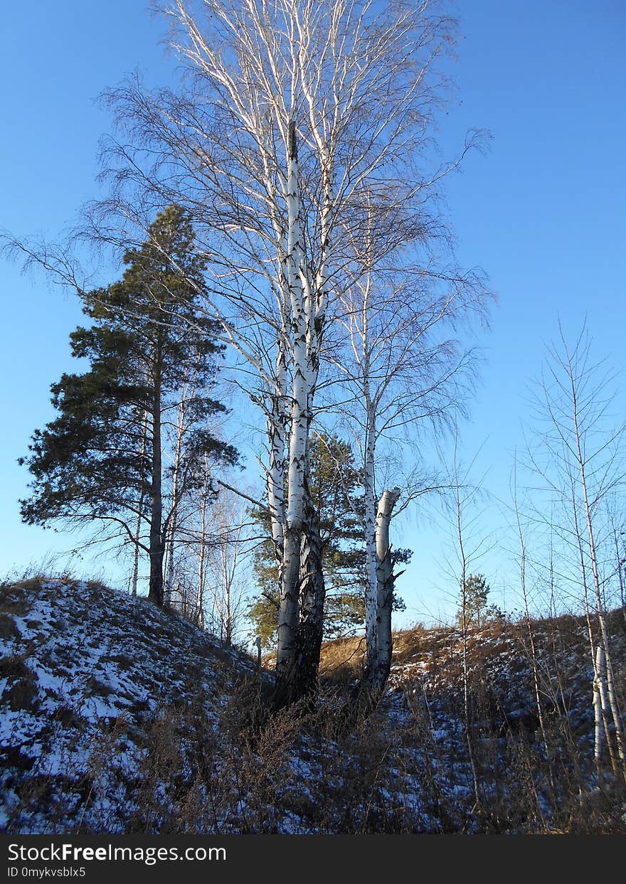 Tree, Woody Plant, Sky, Winter