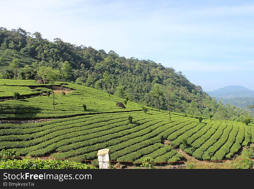 Agriculture, Vegetation, Field, Hill Station