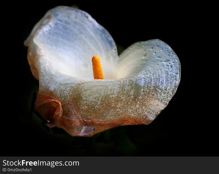 Dying or Whilting Arum flower on black background