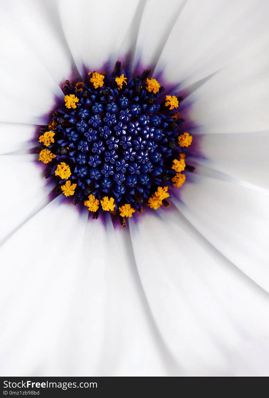 African daisy, Osteosparmum, white with blue and yellow centre