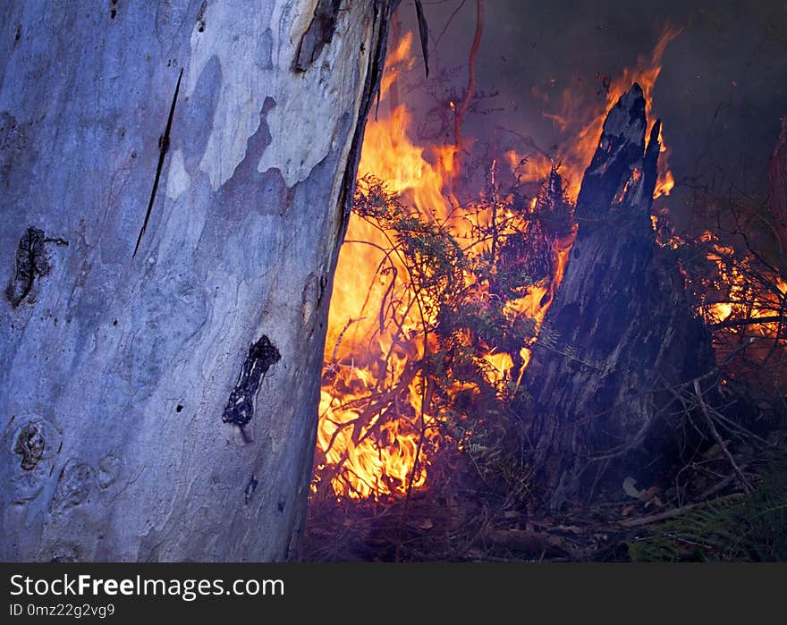 Gum Trees on Fire in the Denmark, Albany region of South West Australia