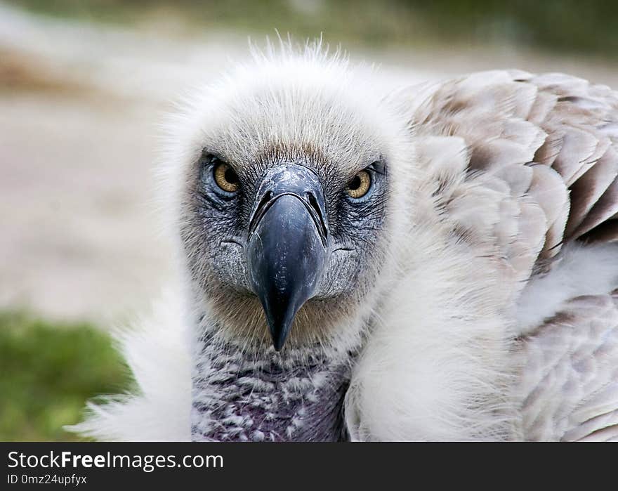 White backed vulture, South Africa