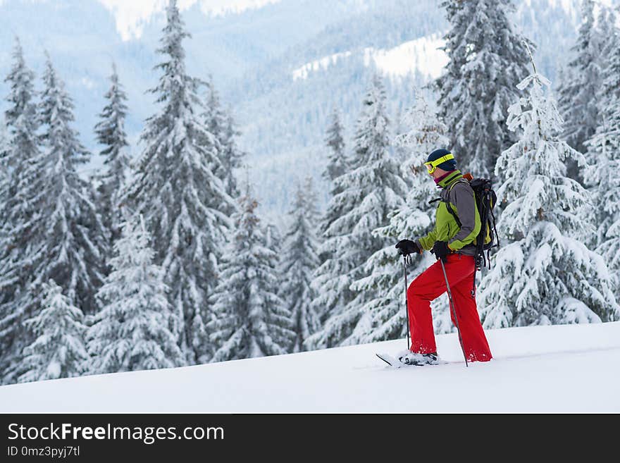 Adventurer struggles through the deep snow in snowshoes among huge pine trees covered with snow on the winter morning. Epic winter travel in the mountains.