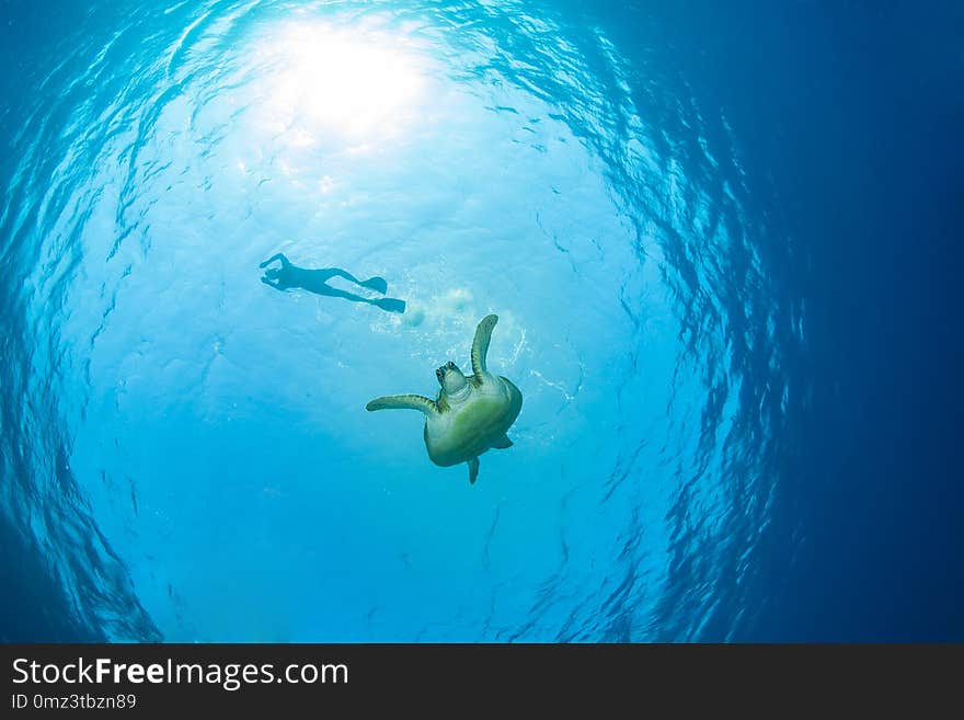 Green sea turtle returning from the surface with a snorkeller, Red Sea, Egypt. Green sea turtle returning from the surface with a snorkeller, Red Sea, Egypt