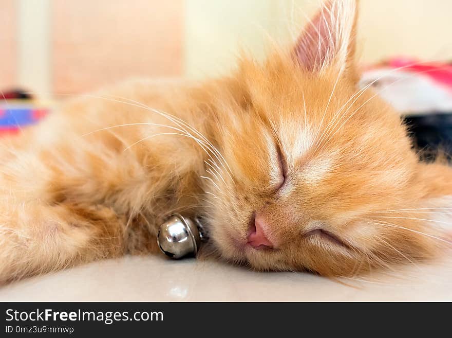 Orange Kitten with Bell Taking a Cat Nap.