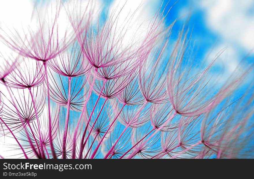 Dandelion seeds texture background. close up.