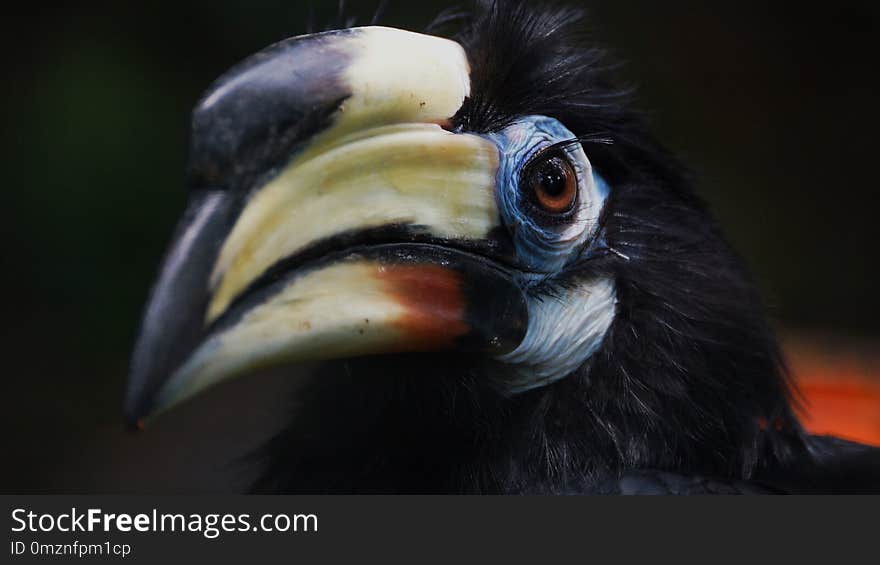 The oriental pied hornbill Anthracoceros albirostris is an Indo-Malayan pied hornbill, a large canopy-dwelling bird belonging to the Bucerotidae family