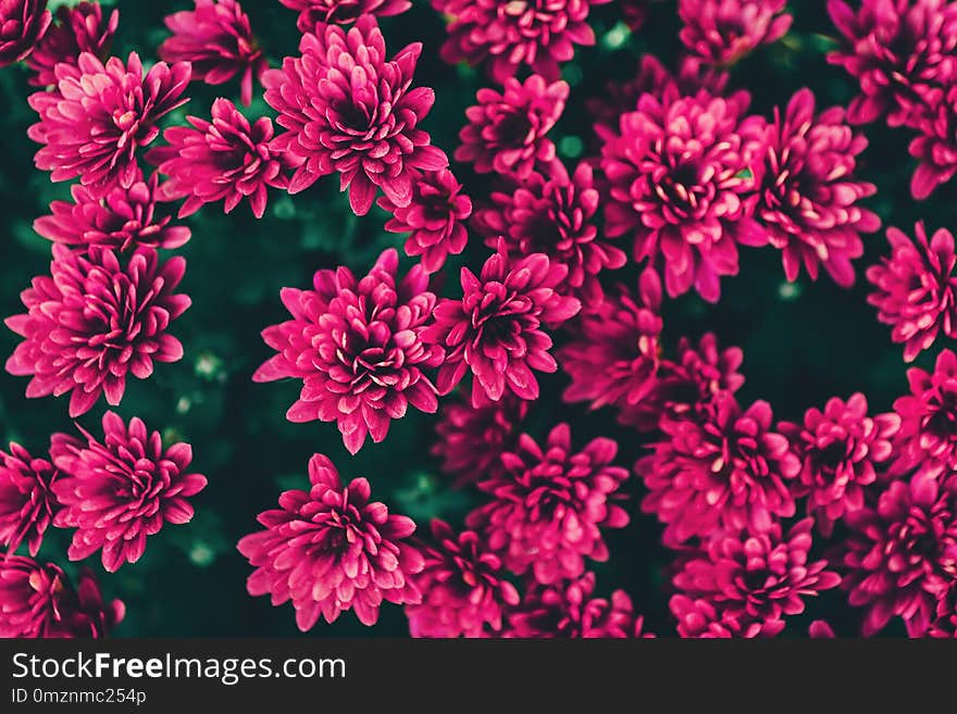 Background of beautiful pink flowers. Spray Chrysanthemum. View from above