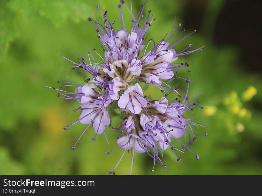 Flower, Plant, Flora, Subshrub