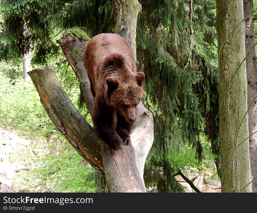 Brown Bear, Wilderness, Nature Reserve, Terrestrial Animal