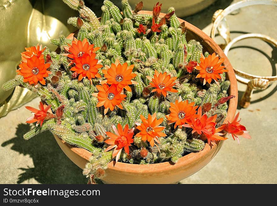 Plant, Flower, Flowering Plant, Hedgehog Cactus