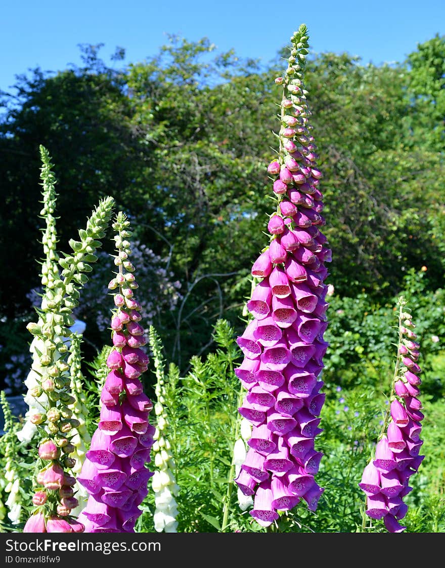 Flower, Plant, Digitalis, Lupin