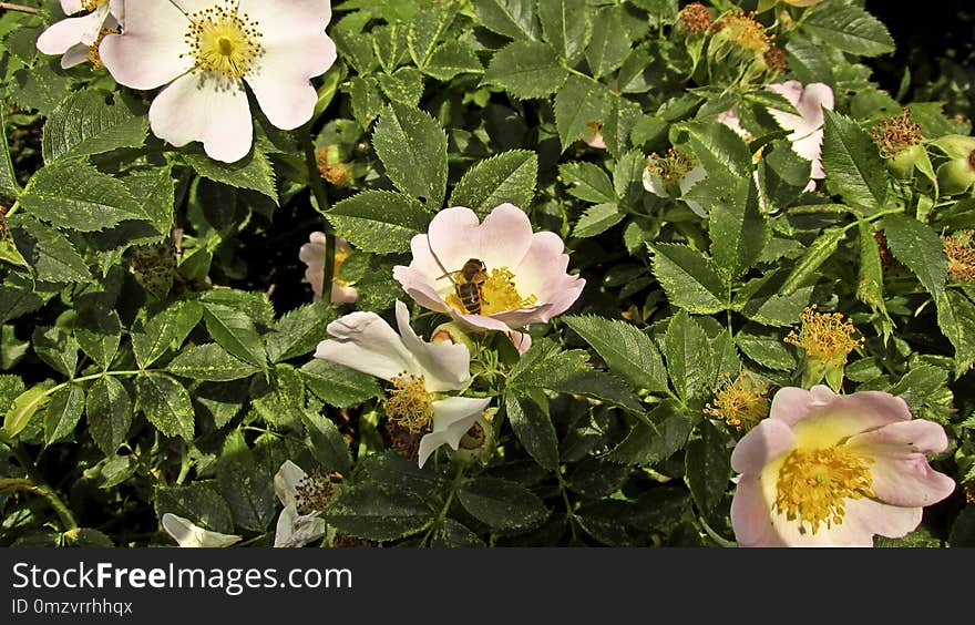 Flower, Rosa Canina, Plant, Flowering Plant