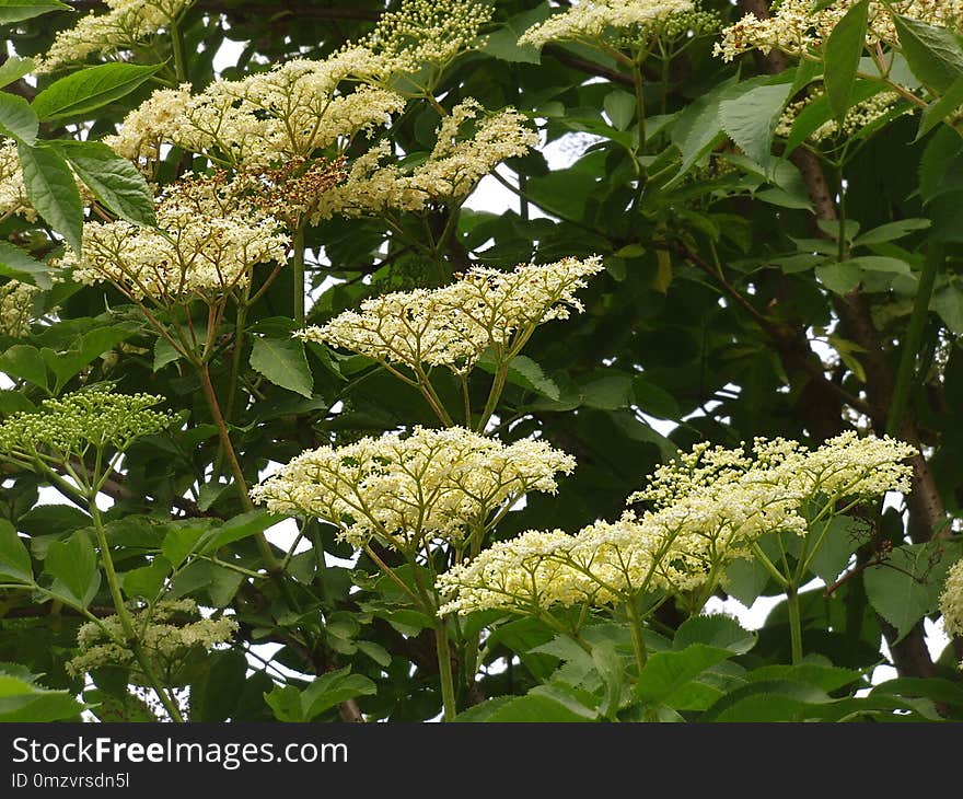 Plant, Nannyberry, Viburnum, Flower