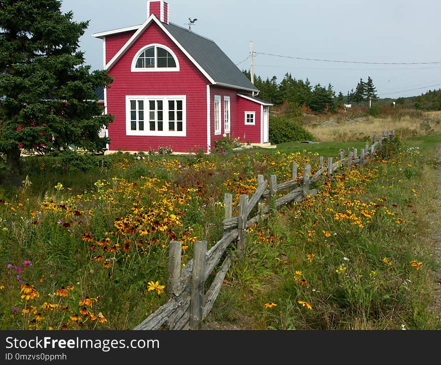 House, Flower, Cottage, Wildflower