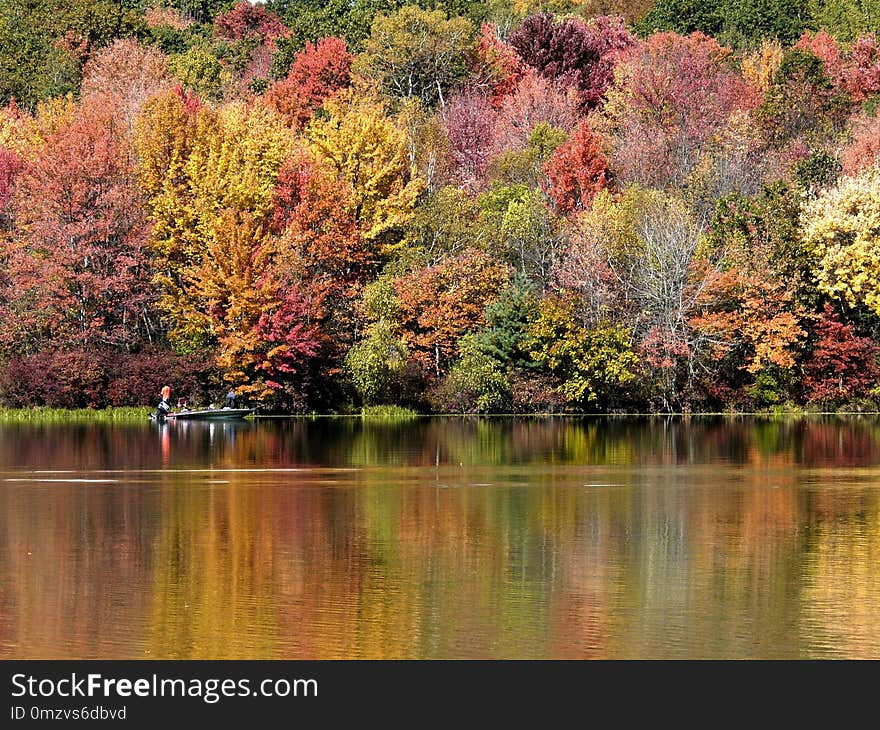 Reflection, Water, Nature, Leaf