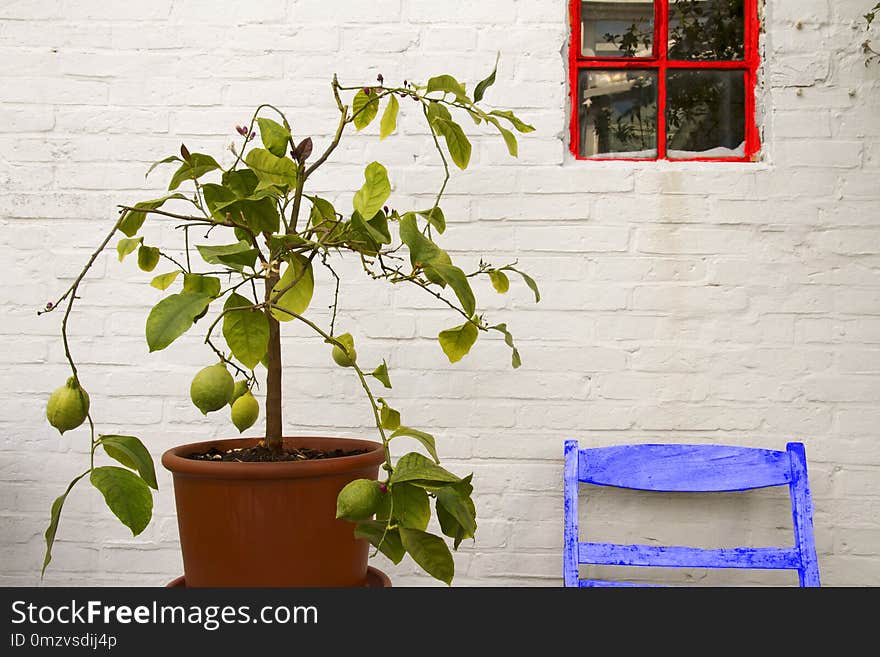 Plant, Flowerpot, Leaf, Houseplant