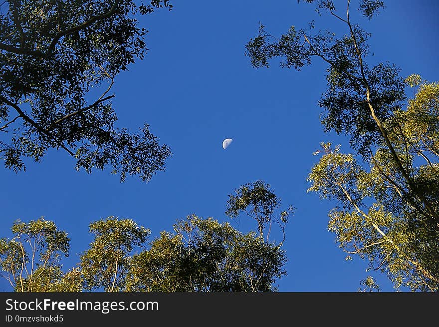 Sky, Tree, Branch, Woody Plant