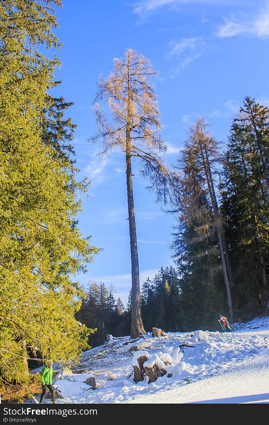 Tree, Nature, Winter, Woody Plant