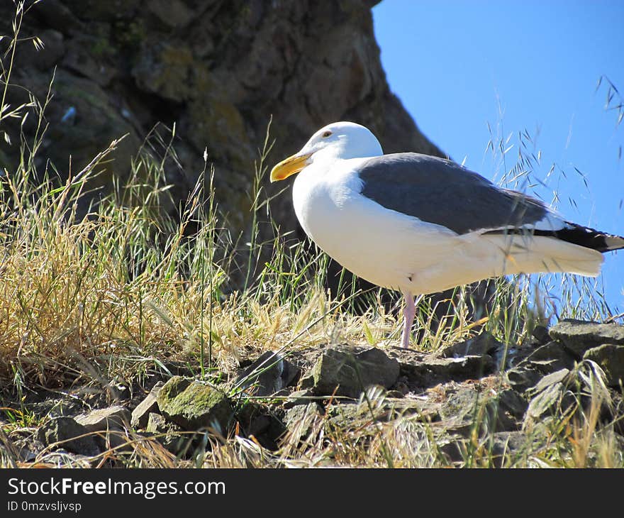 Bird, Ecosystem, Seabird, Beak