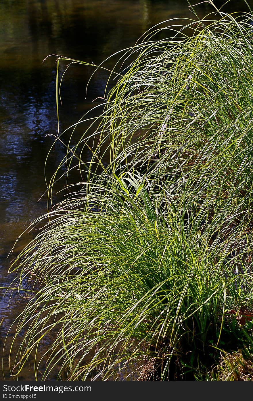 Grass, Water, Plant, Vegetation