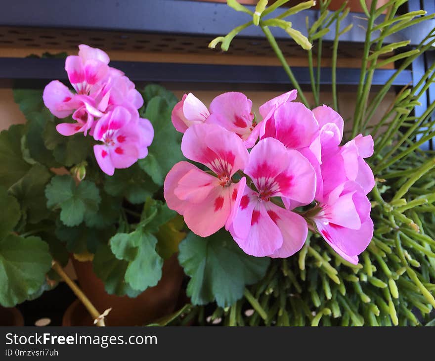 Flower, Plant, Flowering Plant, Geranium