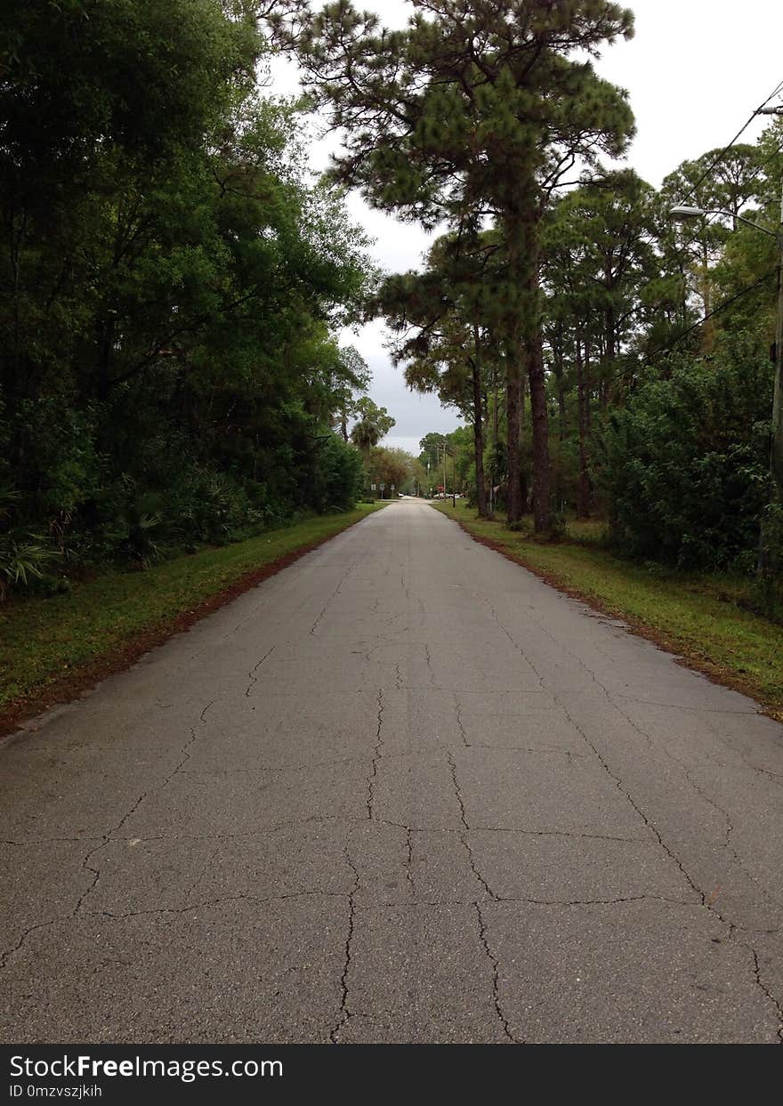 Road, Path, Lane, Tree