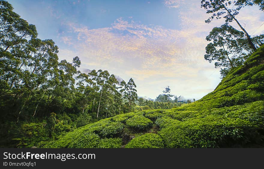 Vegetation, Nature, Sky, Nature Reserve