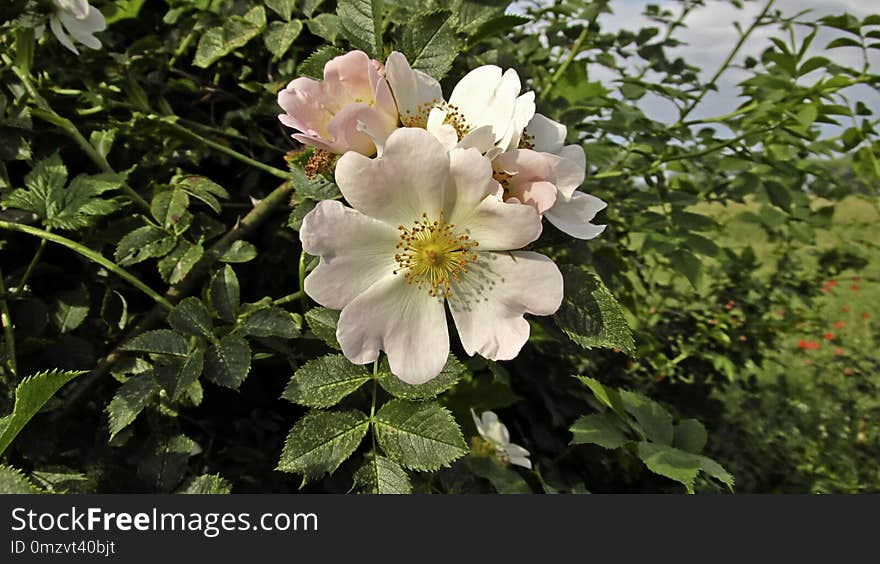 Flower, Rose Family, Rosa Canina, Flowering Plant