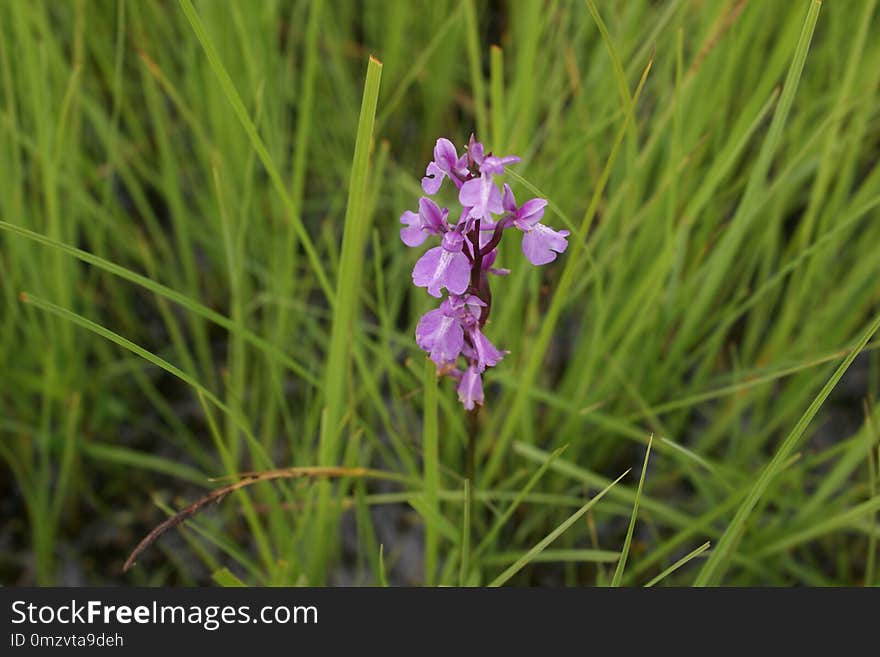 Flower, Plant, Flora, Grass