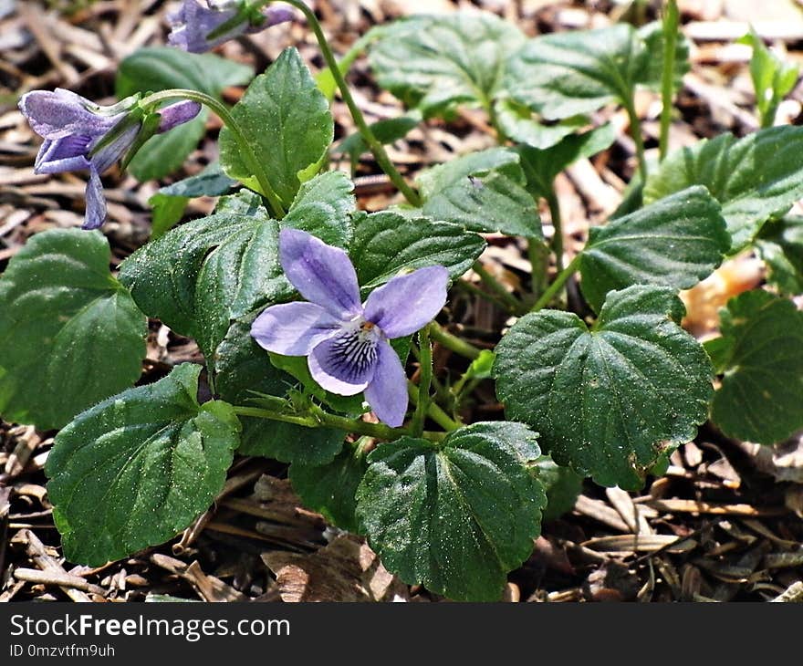 Plant, Flora, Flower, Violet Family