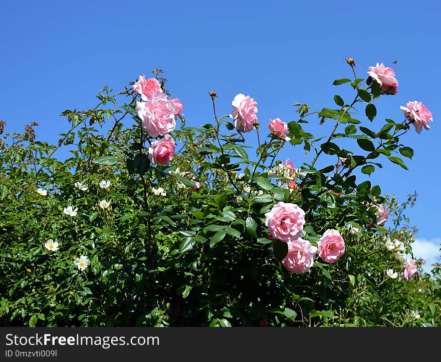 Flower, Plant, Sky, Rose Family