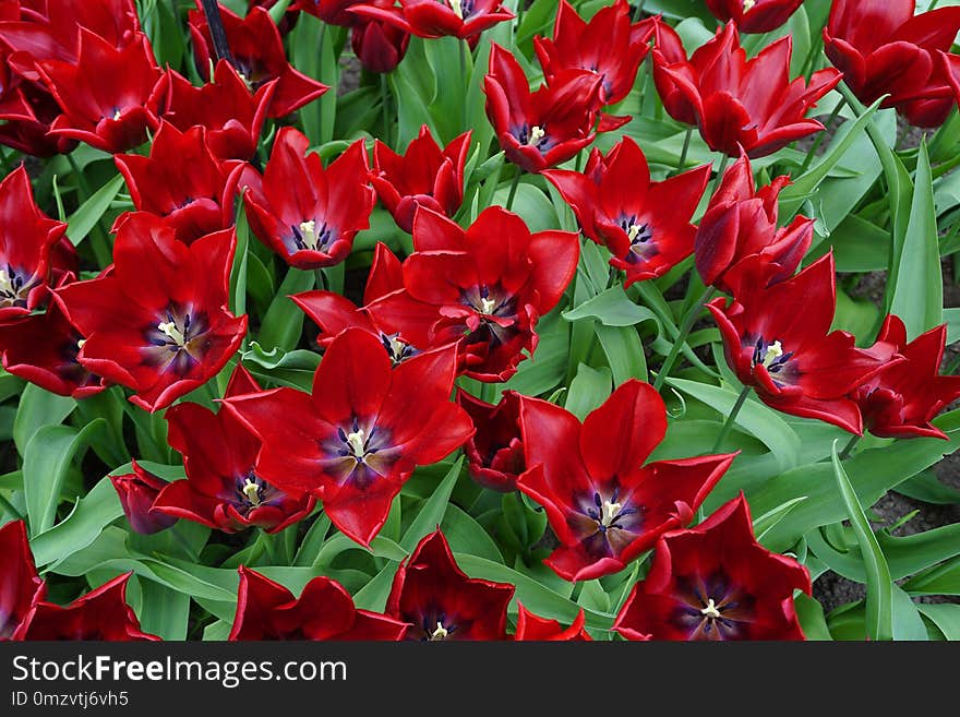 Flower, Plant, Flowering Plant, Tulip