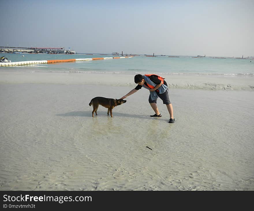 Beach, Dog, Body Of Water, Sand