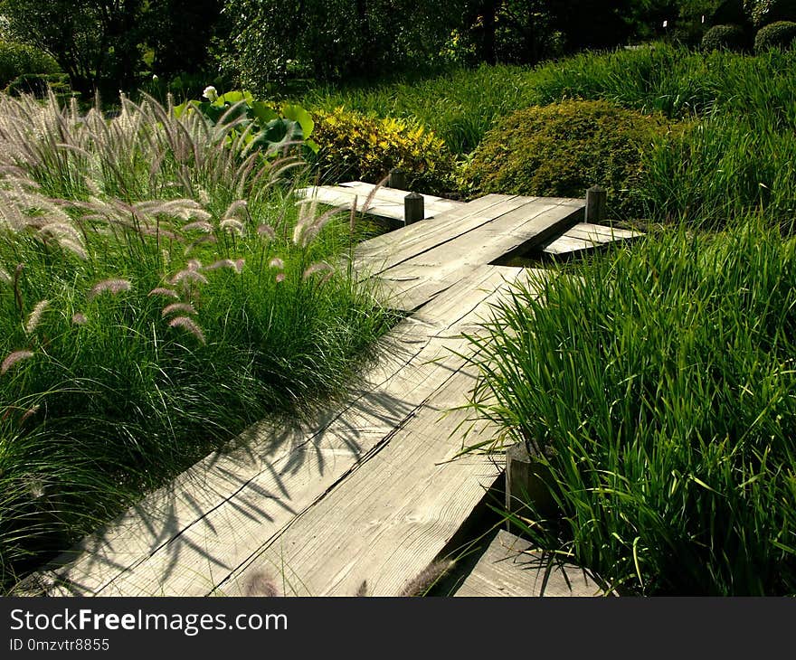 Grass, Vegetation, Plant, Path
