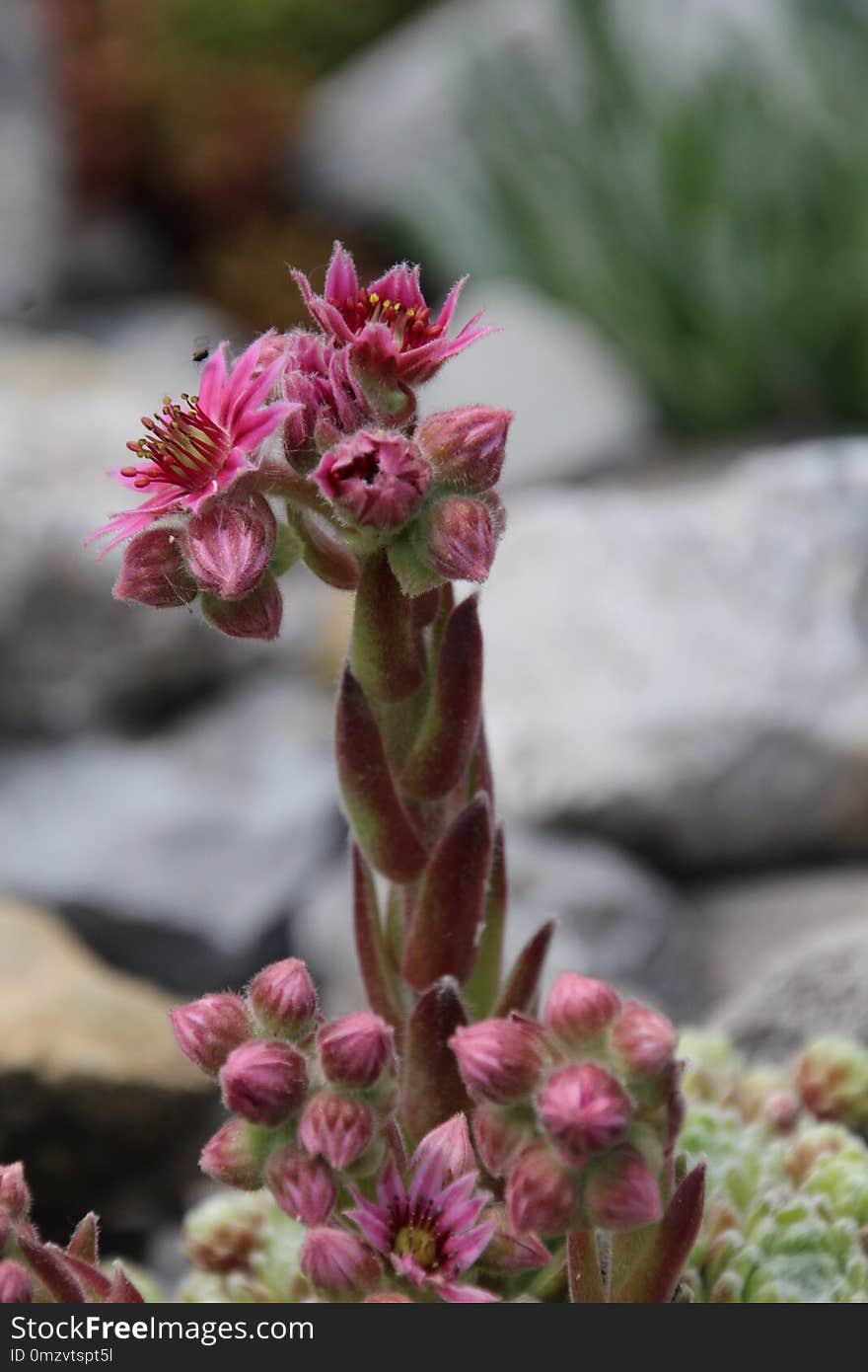 Plant, Flower, Flora, Spring