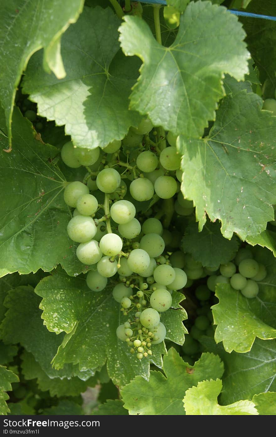 Grape, Grapevine Family, Seedless Fruit, Vitis