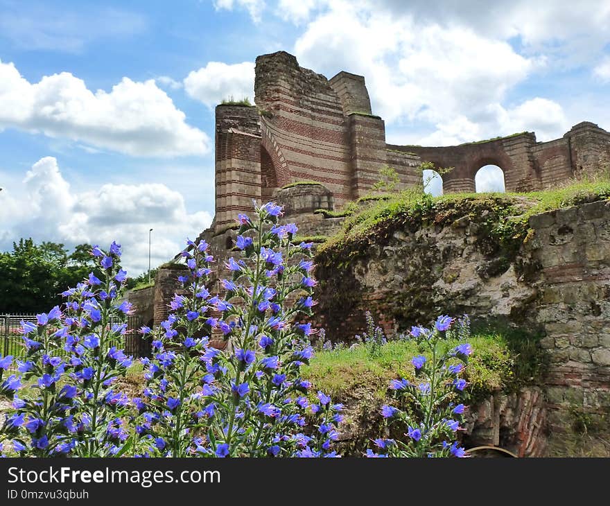 Flower, Sky, Plant, Wildflower