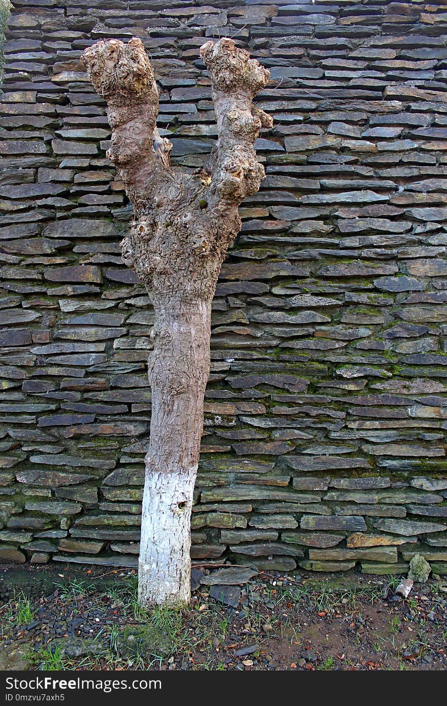 Tree, Woody Plant, Trunk, Wood